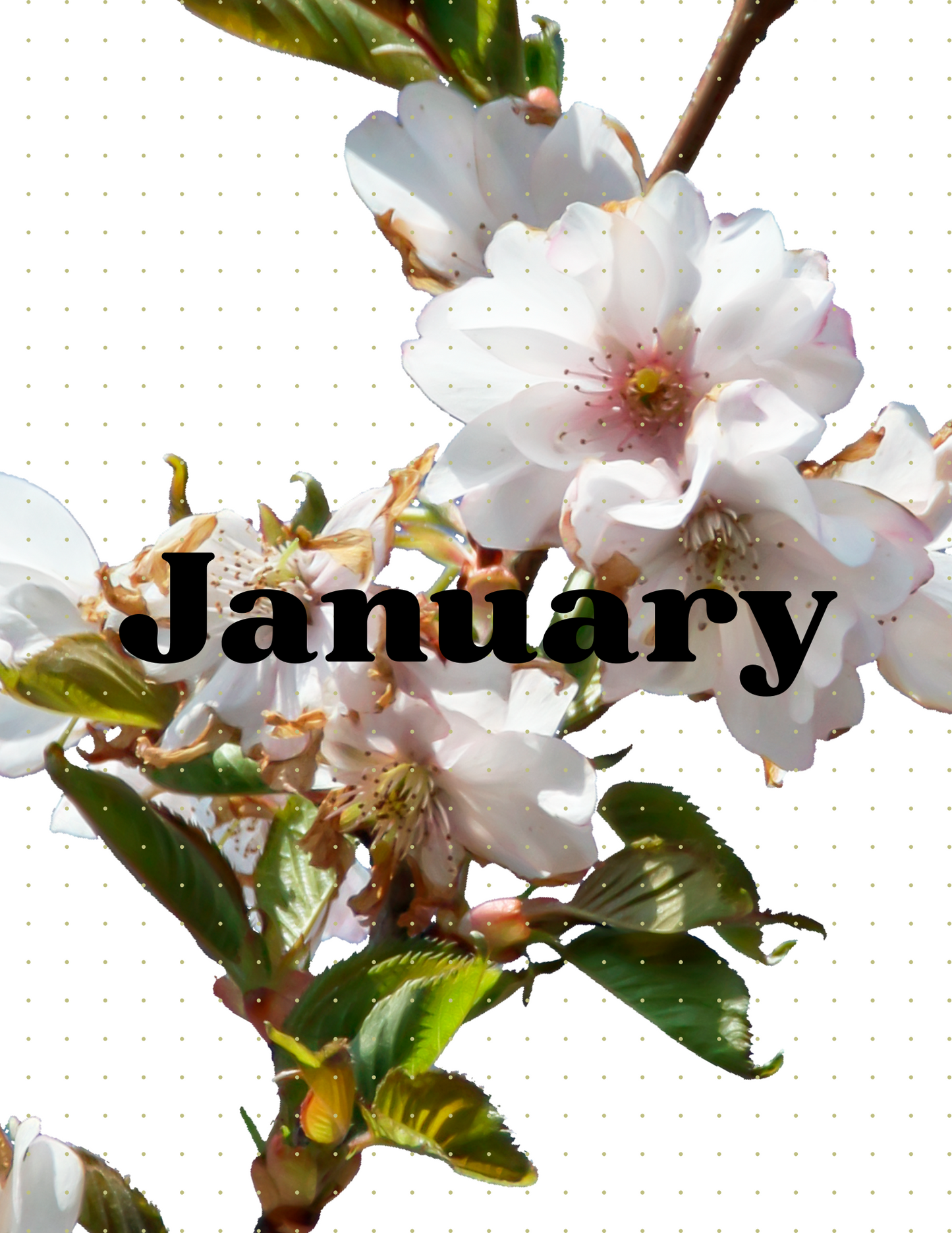 Bullet Journal Digital Planner